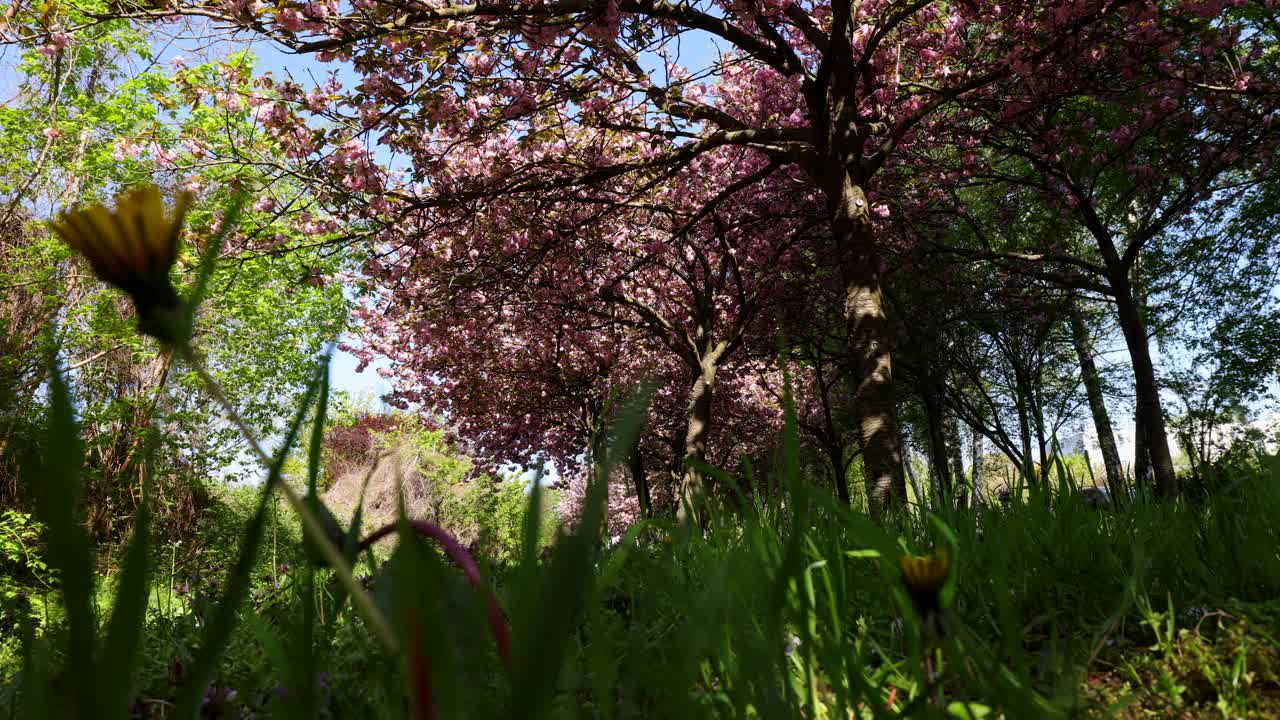 盛开的樱桃树视频素材