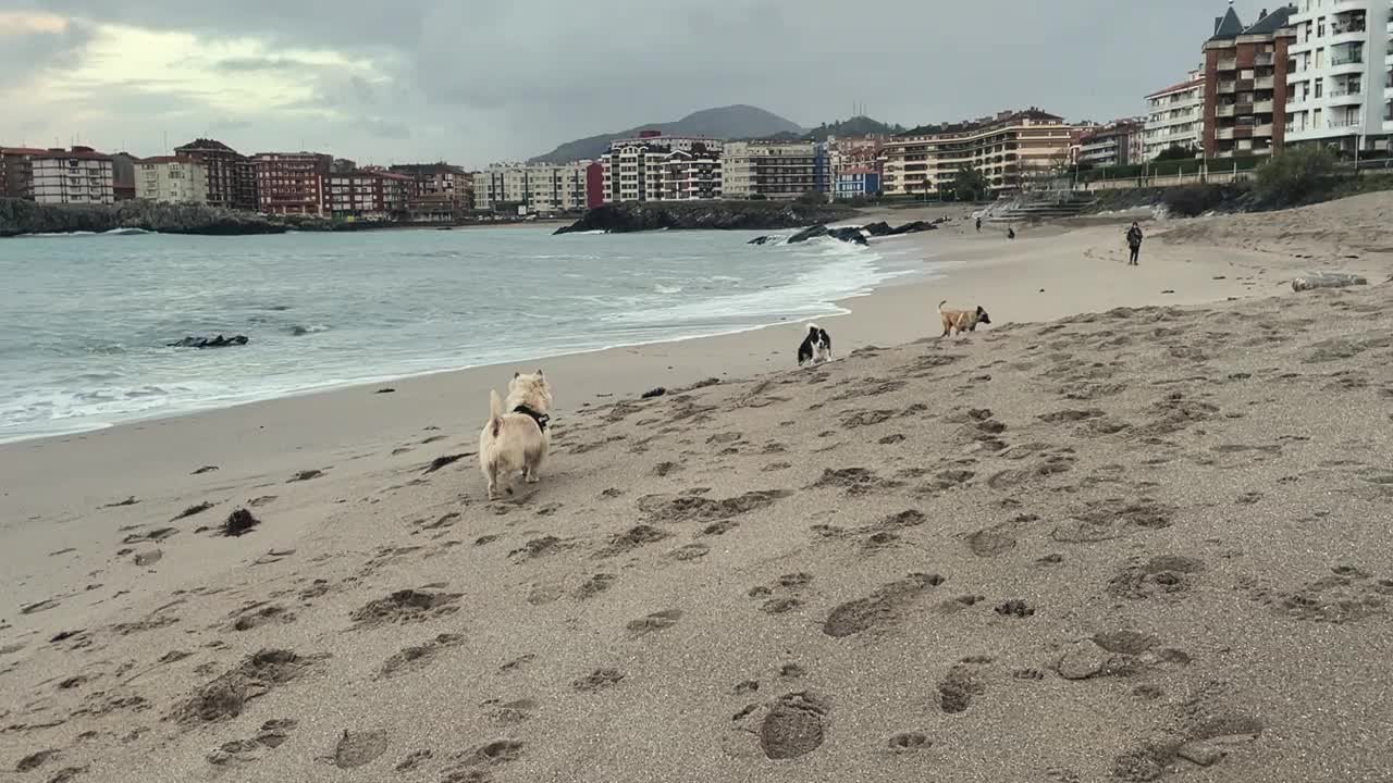 海滩上的狗视频下载