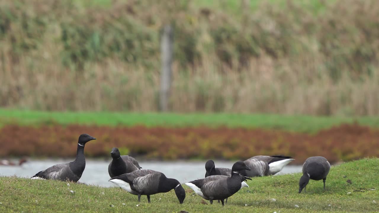 在湿地上觅食的一群白鹅或白雁(白雁属视频下载