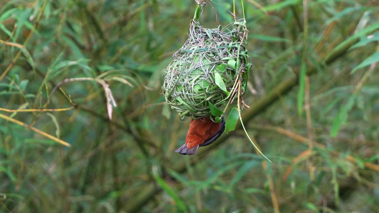 这是一只栗色和黑色相间的雄性织女，在繁殖季节的一个刮风的日子里，它正忙着用草和芦苇建造一个复杂的鸟巢。视频下载