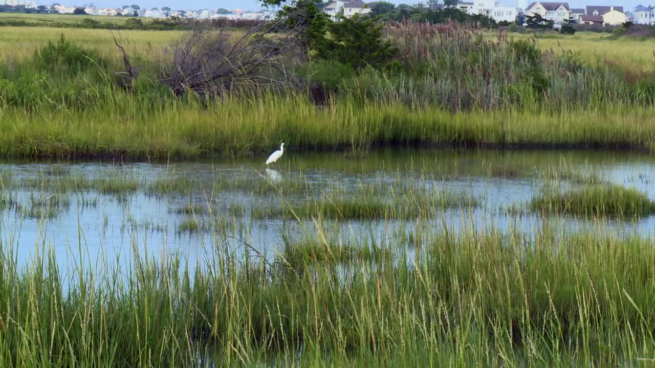 马里兰州剑桥黑水国家野生动物保护区的大白鹭。-放大镜头视频下载