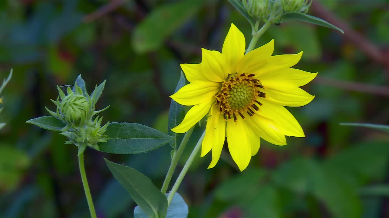 美国马里兰州黑水国家野生动物保护区的胡子乞丐花和花蕾。特写镜头视频下载