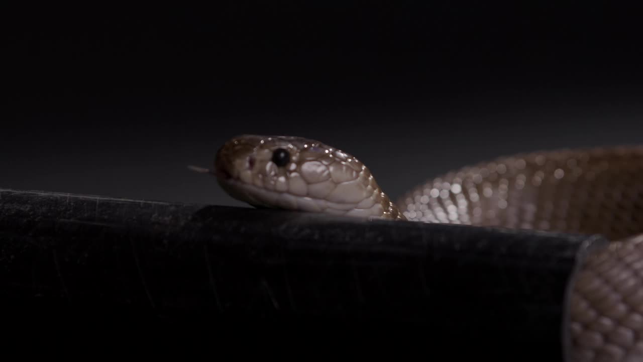 埃及眼镜蛇在夜间沿着室外的管道爬行——致命的动物视频下载