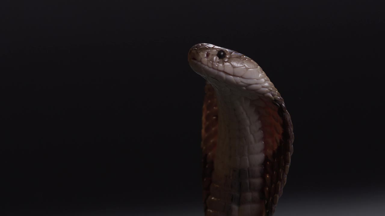 埃及眼镜蛇与兜帽向上看框架-近距离在脸上视频下载
