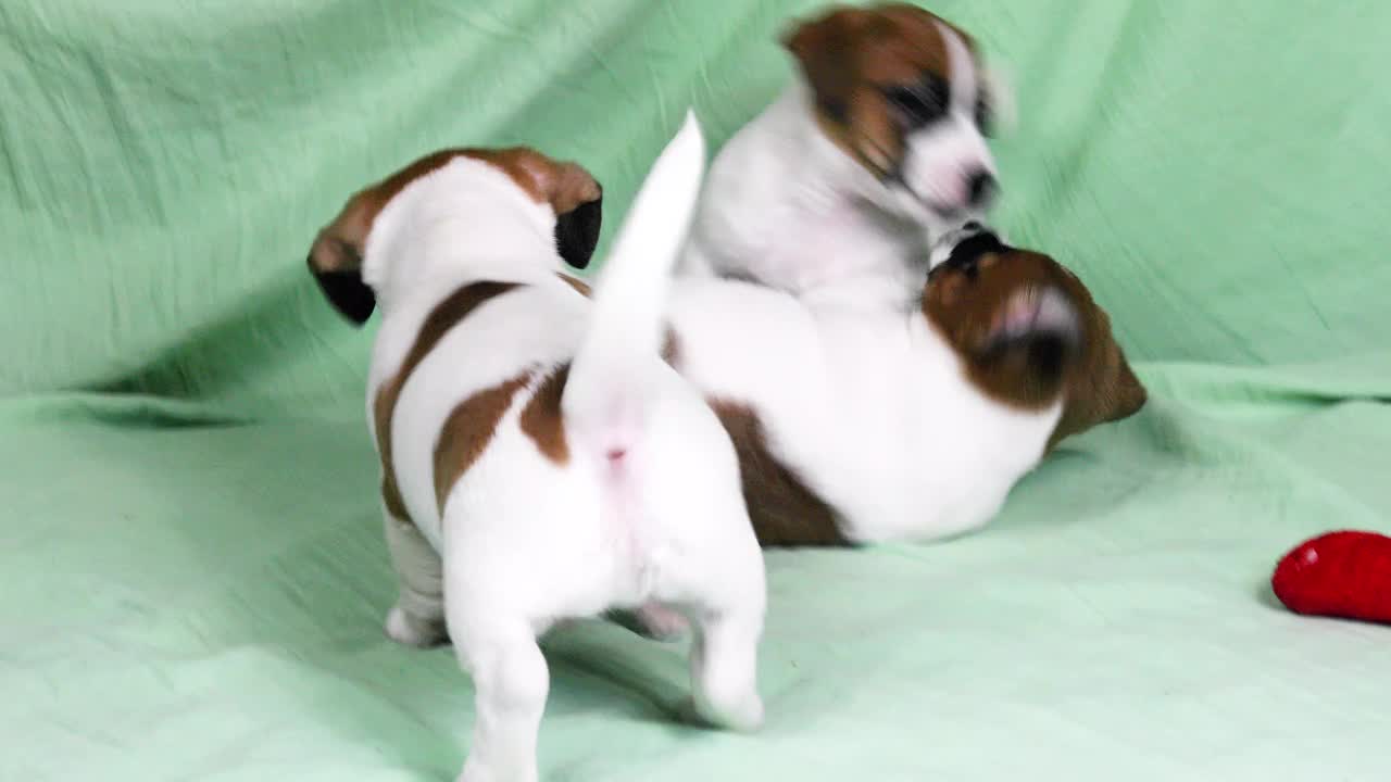 有趣的雄性杰克罗素梗小狗在薄荷背景下玩耍。照顾和抚养幼犬视频下载