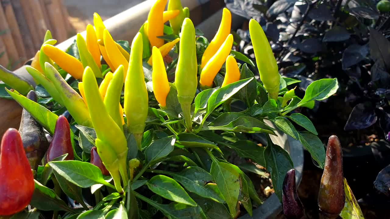 五颜六色的花园辣椒植物烹饪食物植物早晨阳光4k视频下载