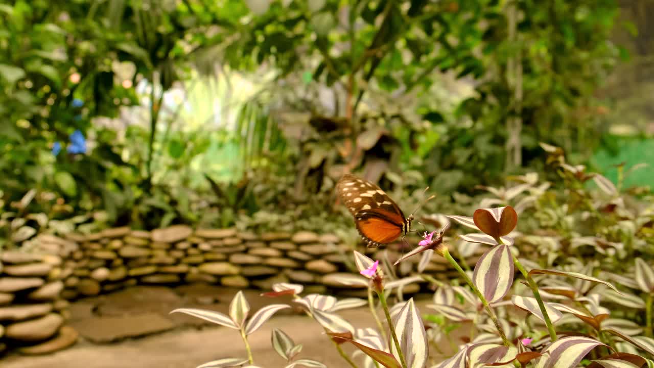 热带花园中的蝴蝶。有选择性的重点。大自然。视频下载