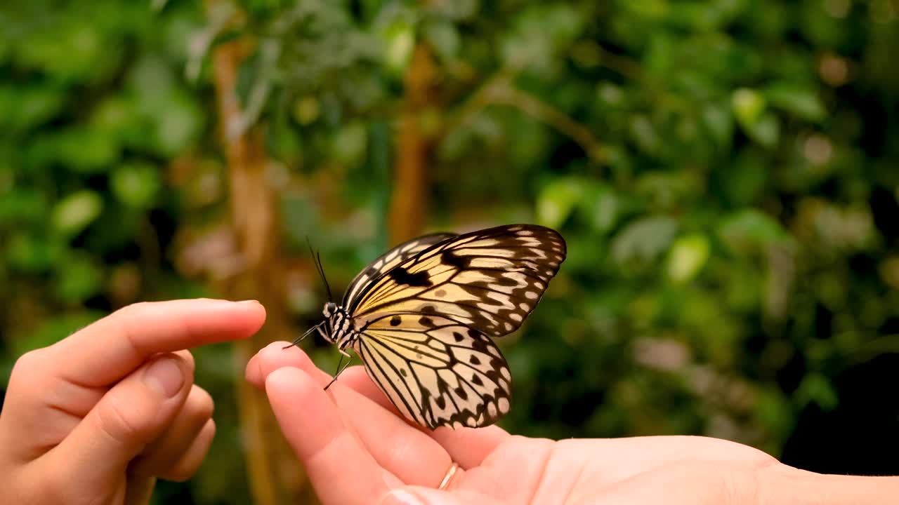 热带蝴蝶在手。有选择性的重点。大自然。视频下载