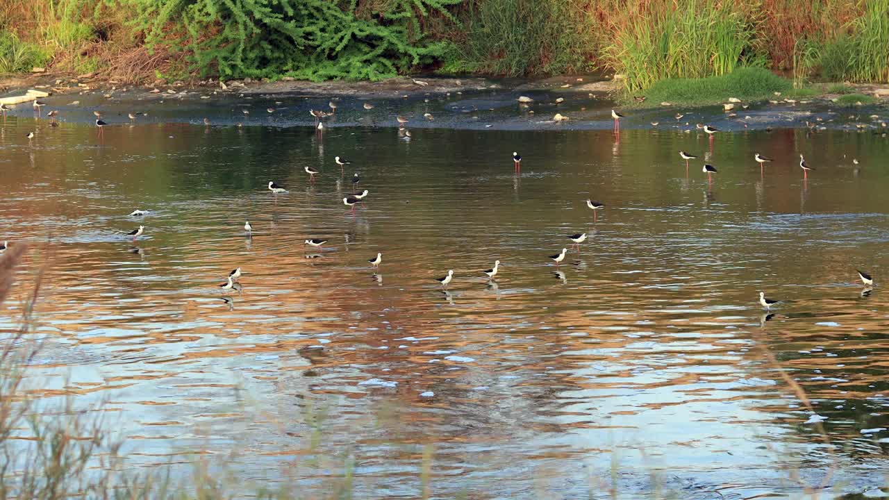 一群白喉高跷鸟在水里荡来荡去视频下载