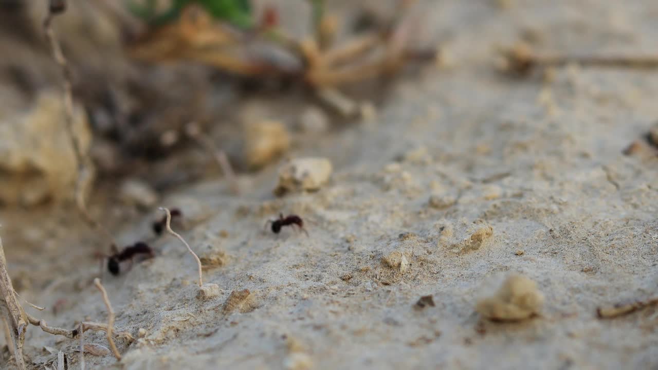 蚂蚁视频下载