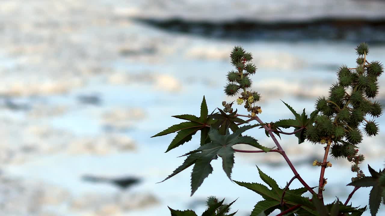蓖麻属植物被称为绿籽蓖麻油植物，在大自然中随风摇曳视频下载
