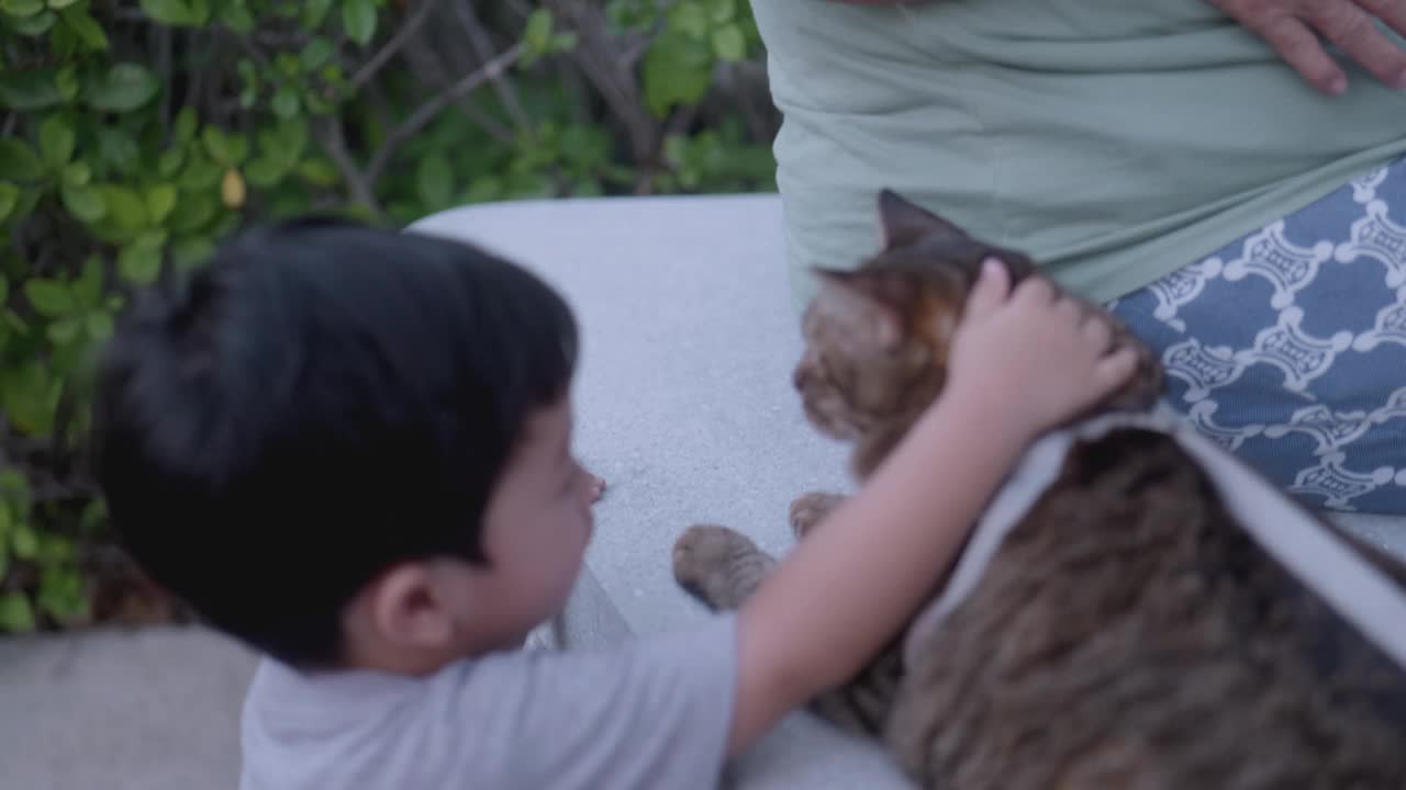 快乐的亚洲男孩拿着猫毛。他喜欢和猫玩。视频下载