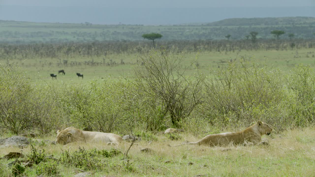 两头母狮在肯尼亚的萨凡纳休息。视频下载