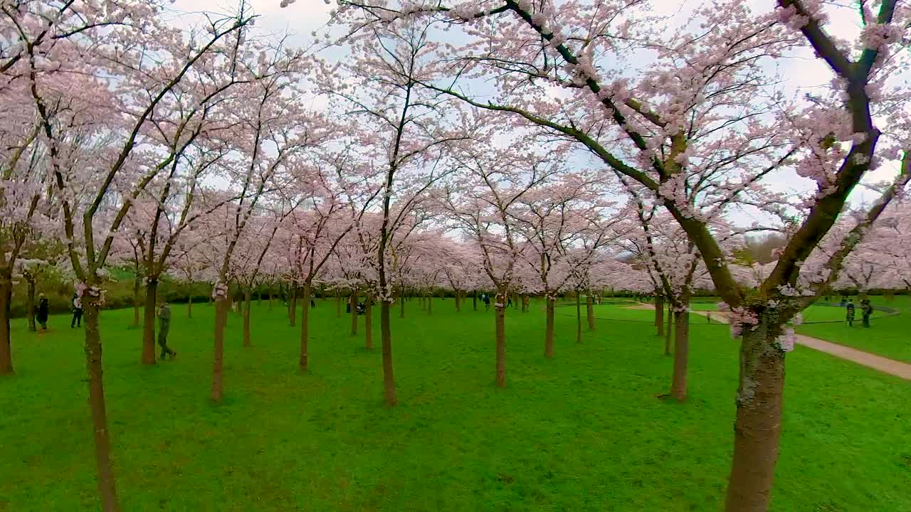 布鲁姆帕克的樱花视频下载
