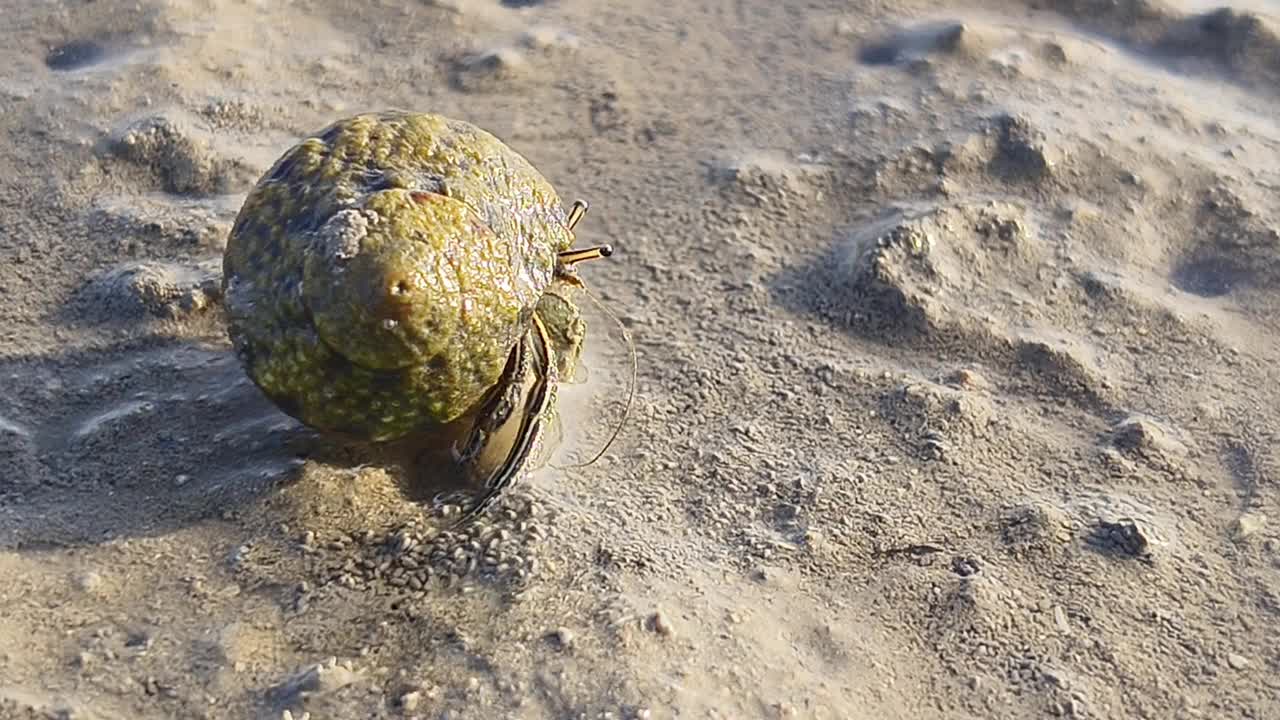在沙滩上散步的寄居蟹视频素材
