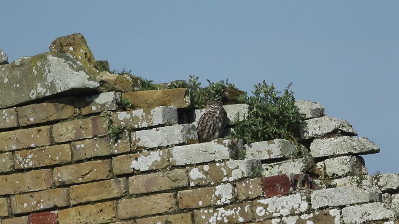 一只小猫头鹰，雅典娜夜猫子，栖息在一座废弃的建筑上，享受着春天的阳光。视频下载