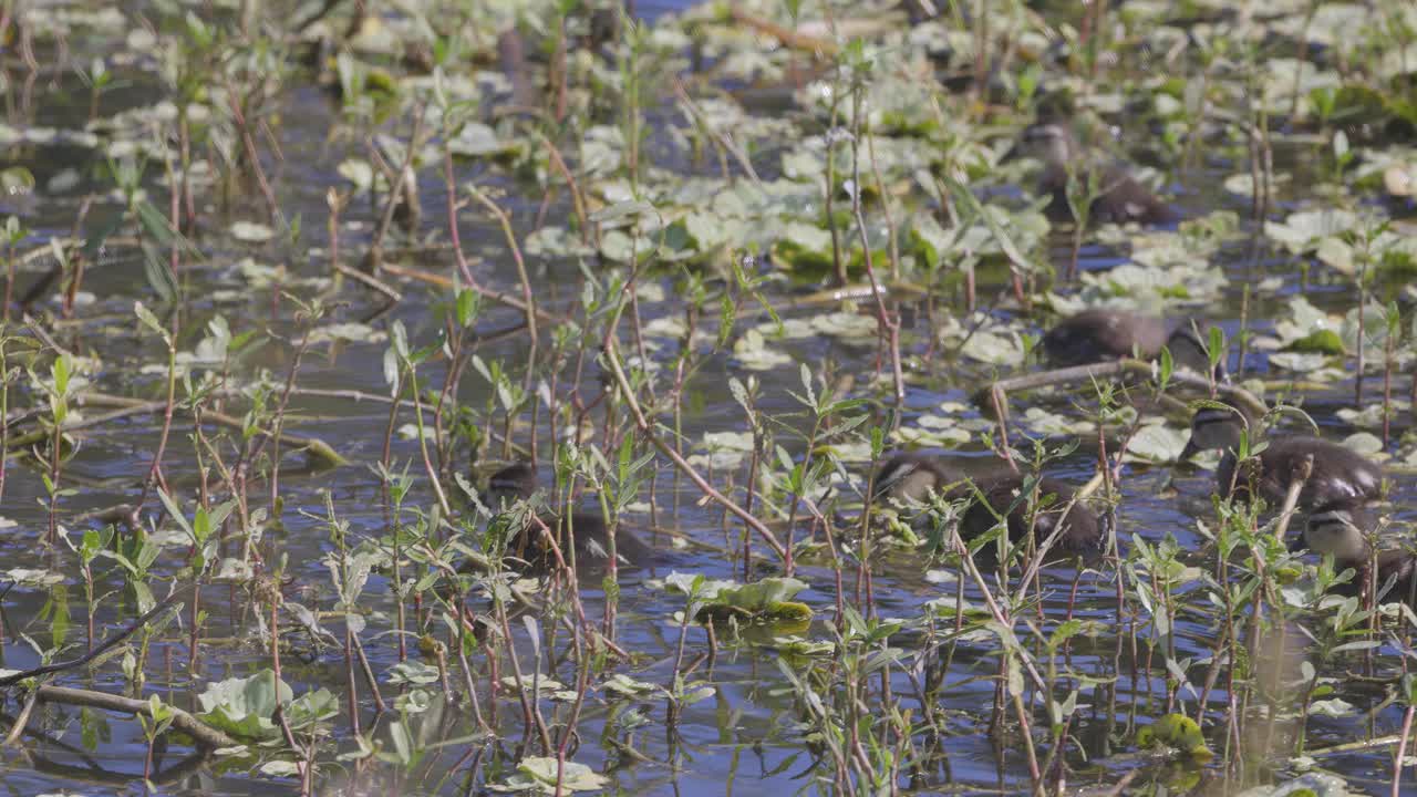 春天，小木鸭在湿地的植被中游泳视频下载