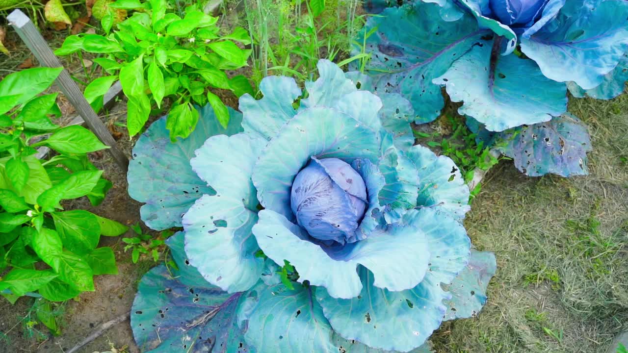 天然环保的红卷心菜生长在一个家庭花园，相机放大蔬菜视频素材