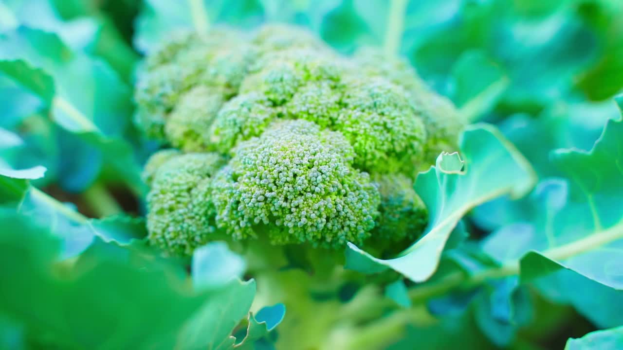 多汁的西兰花在花园里生长，特写。家庭菜园中最健康的蔬菜之一视频素材