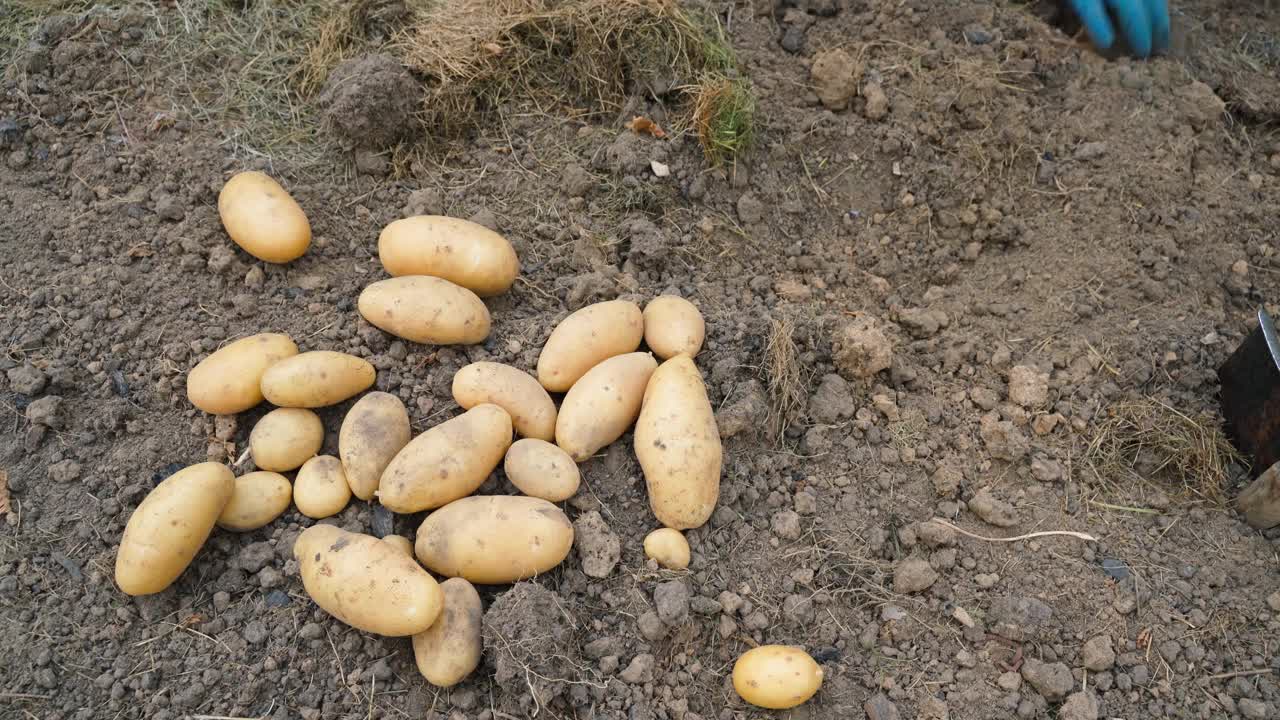 刚挖好的小土豆躺在花园的床上视频素材