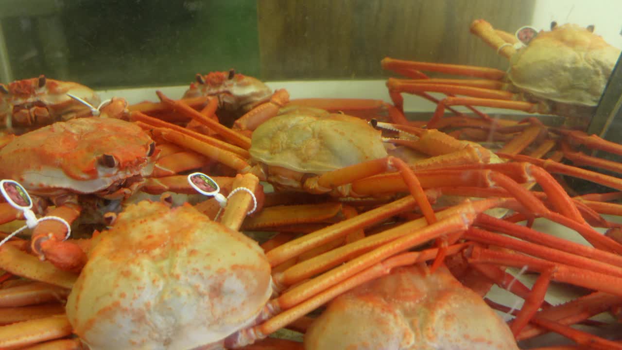 日本海鲜店的冰缸里新鲜的活水蟹视频下载