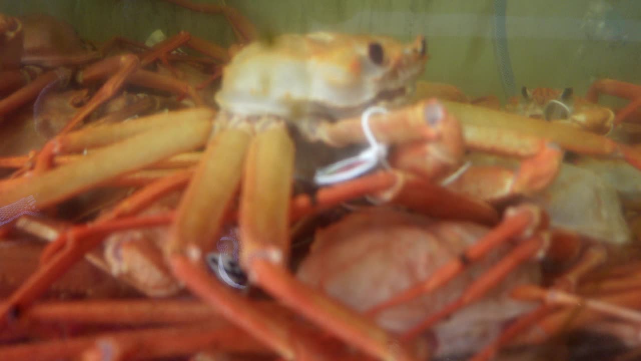 日本海鲜店的冰缸里新鲜的活水蟹视频下载