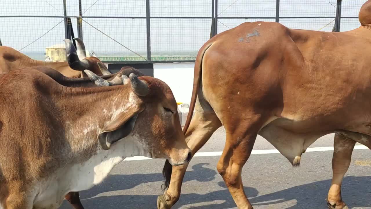 北方邦，瘦弱的奶牛走在路上视频下载