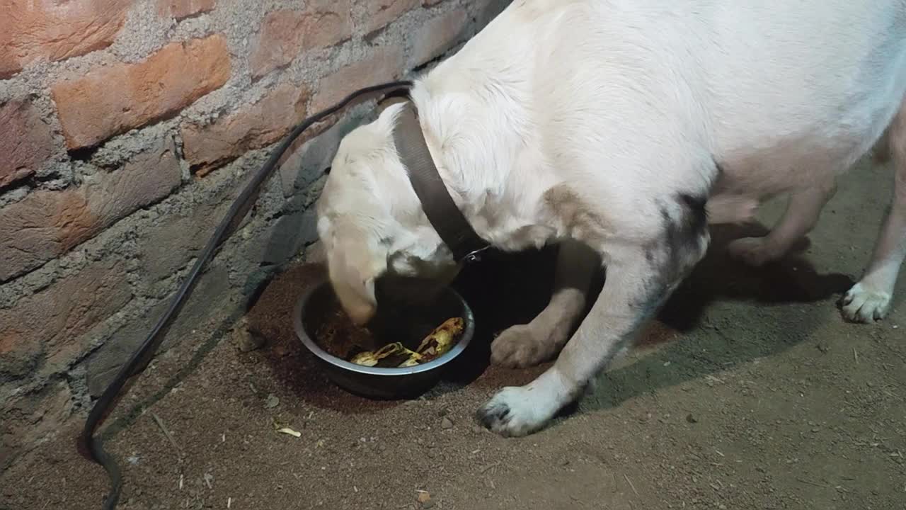 拉布拉多猎犬在砖墙旁边的碗里吃东西视频下载