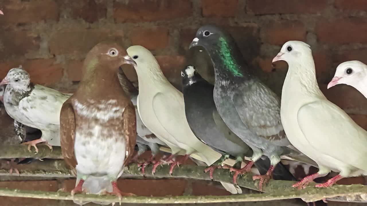 鸽舍里一群不同颜色的鸽子，坐在树枝上视频下载