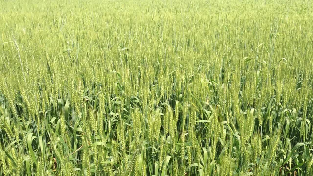 小麦在农田里生长视频下载