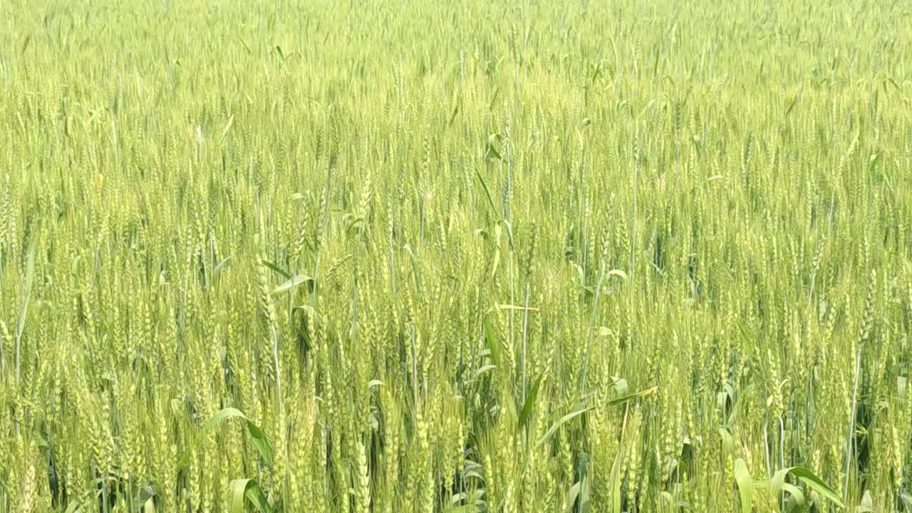 种植小麦的农田视频下载