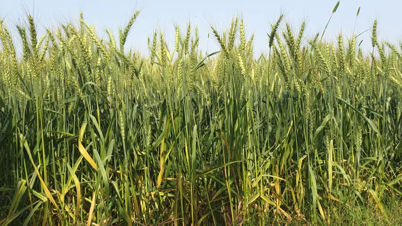 在农田里生长的成熟的小麦视频下载