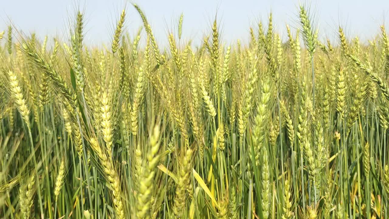 麦穗，田间生长的小麦视频下载