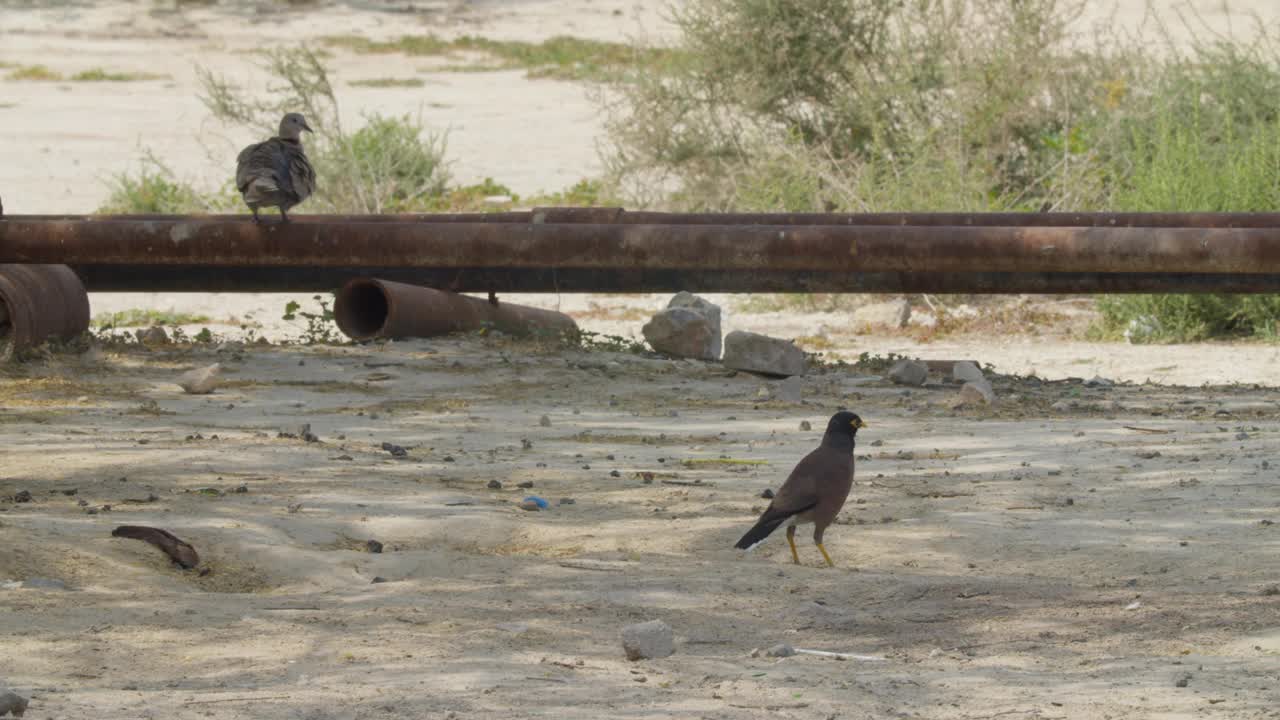 觅食的八哥和栖息在烟斗上的非洲领鸽视频下载