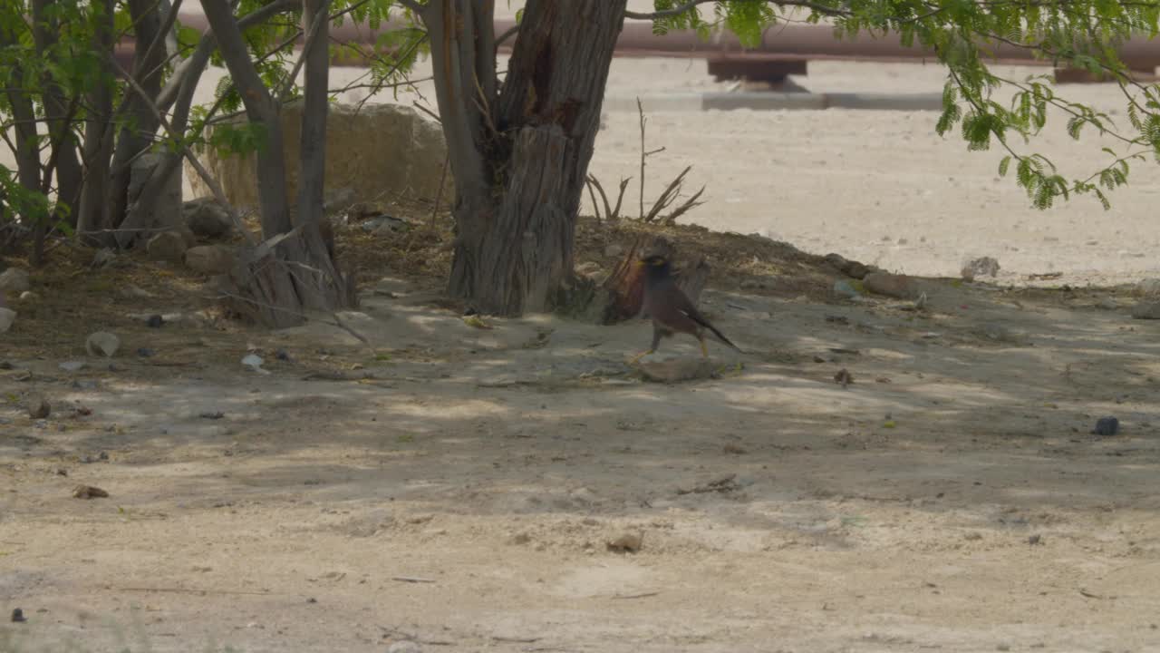 沙漠地区常见的八哥在灌木丛中觅食视频下载