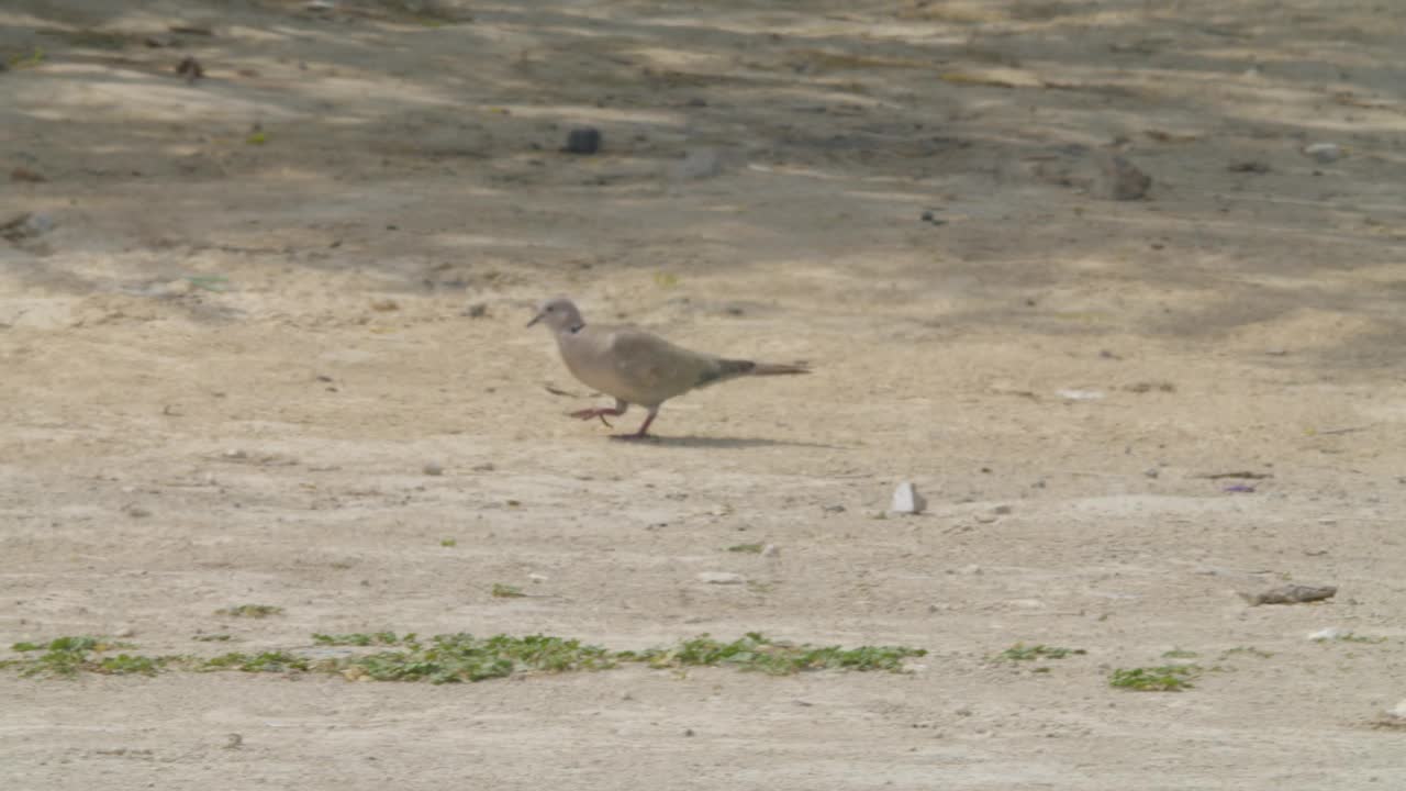 在里法沙漠地区觅食的非洲颈鸽视频下载