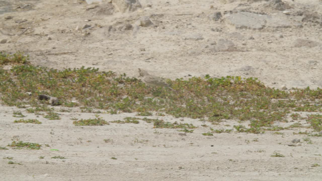 在里法沙漠地区觅食的凤头云雀视频下载