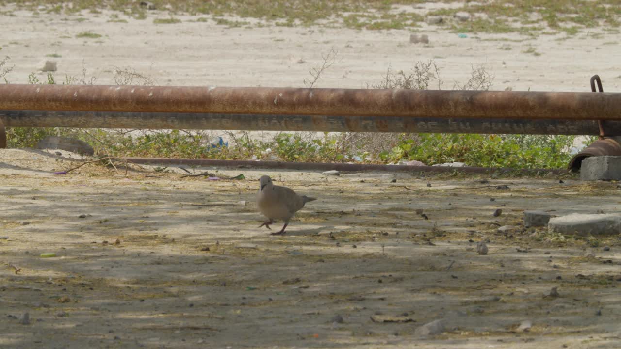 在巴林里法的沙漠地区觅食的非洲项圈鸽子视频下载