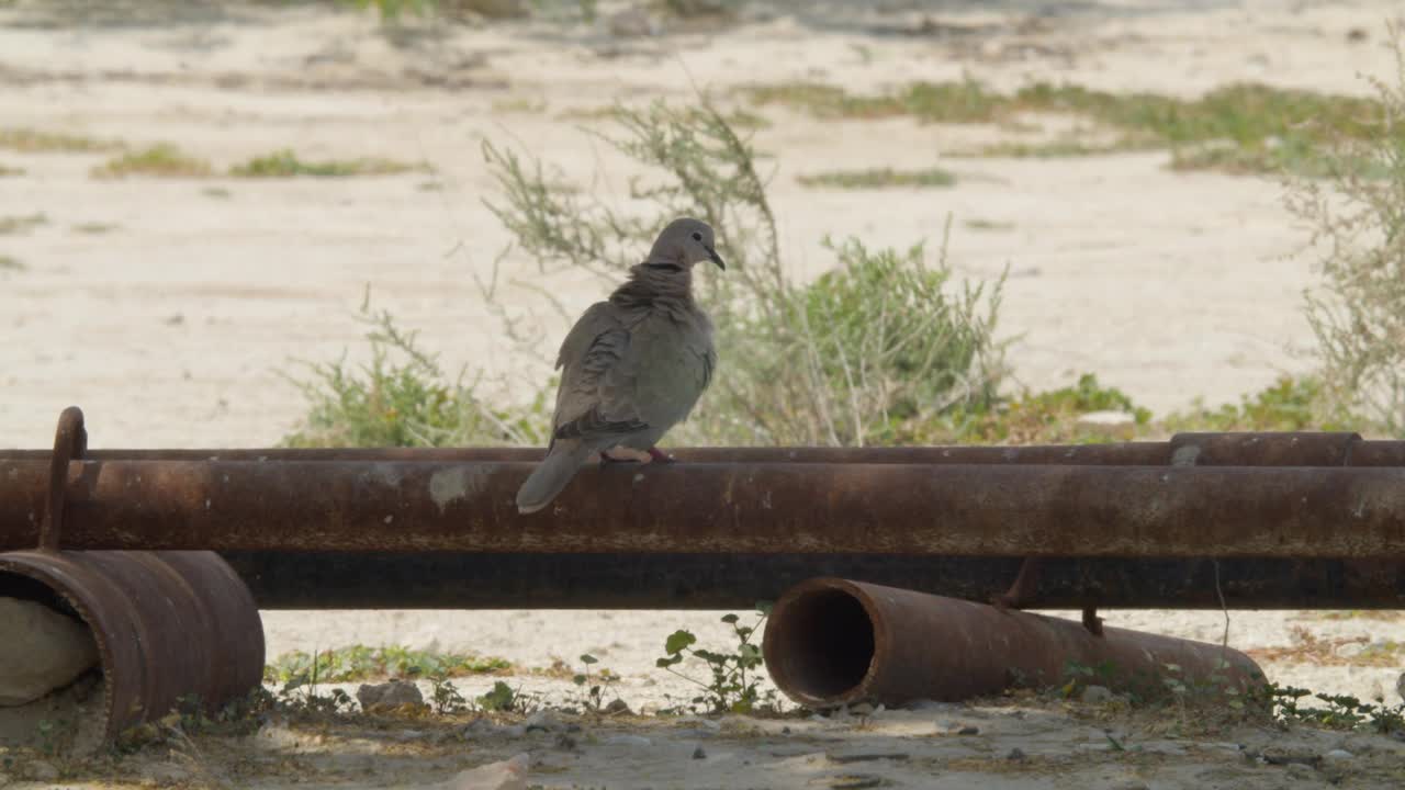 栖息在烟斗上梳理羽毛的非洲有领鸽子视频下载