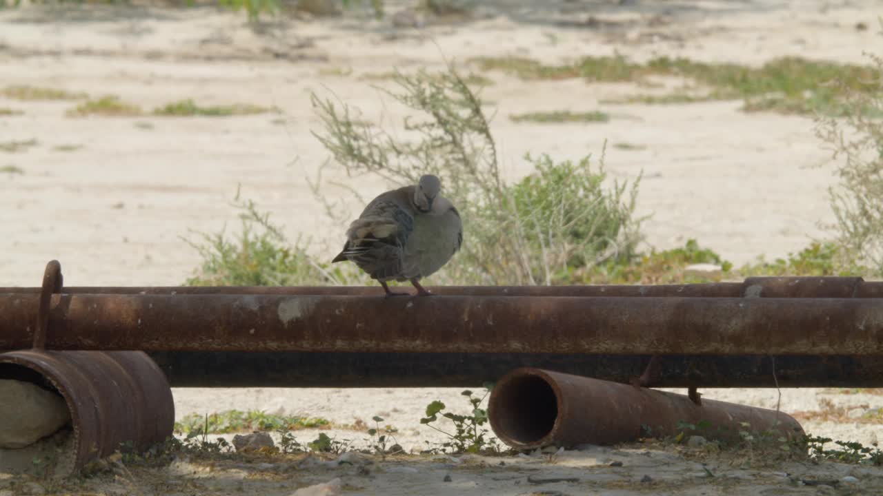 栖息在烟斗上的非洲有领鸽子正在整理羽毛视频下载