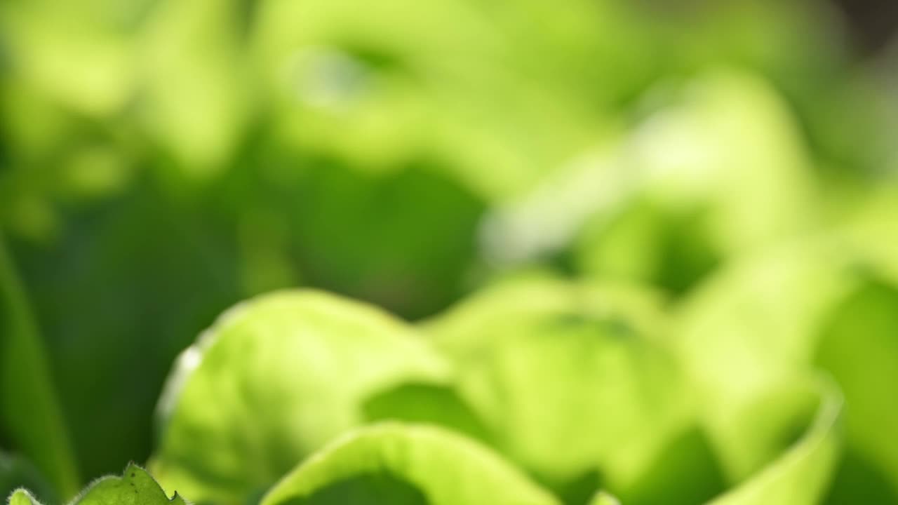 有机菜园里的Butterhead lettuce视频下载
