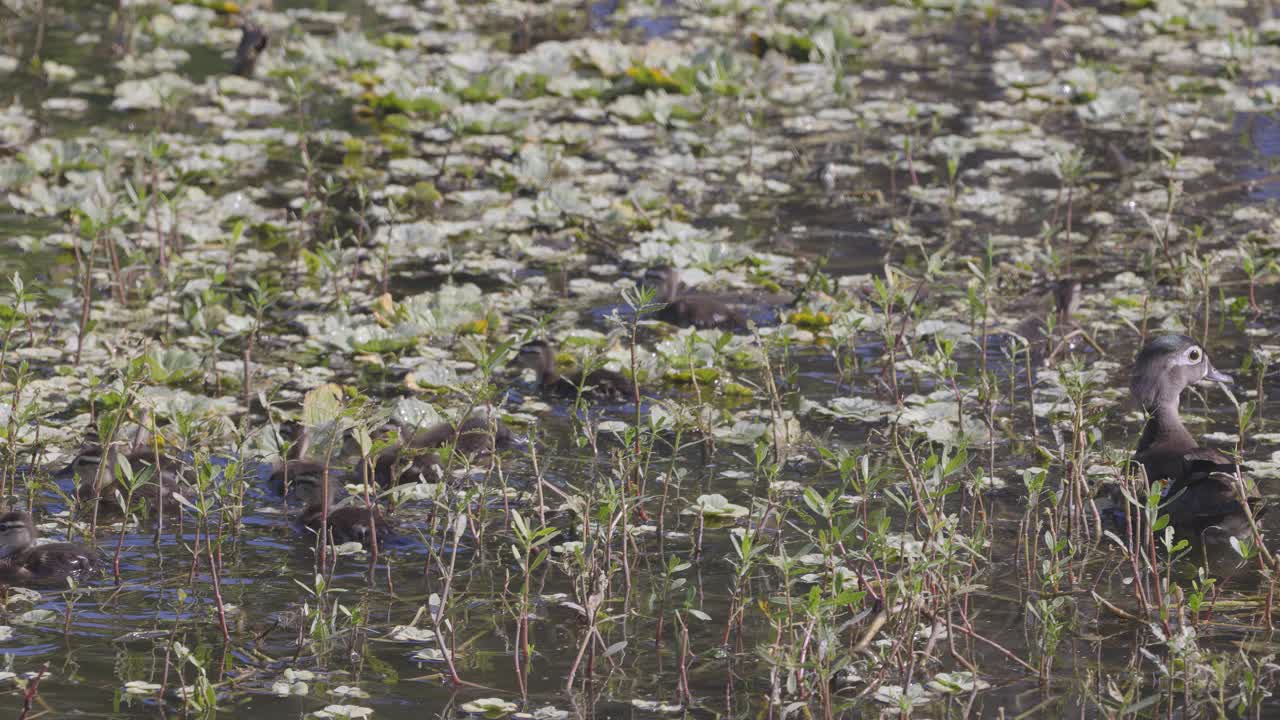 春天，小木鸭在湿地的植被中觅食和游泳视频下载