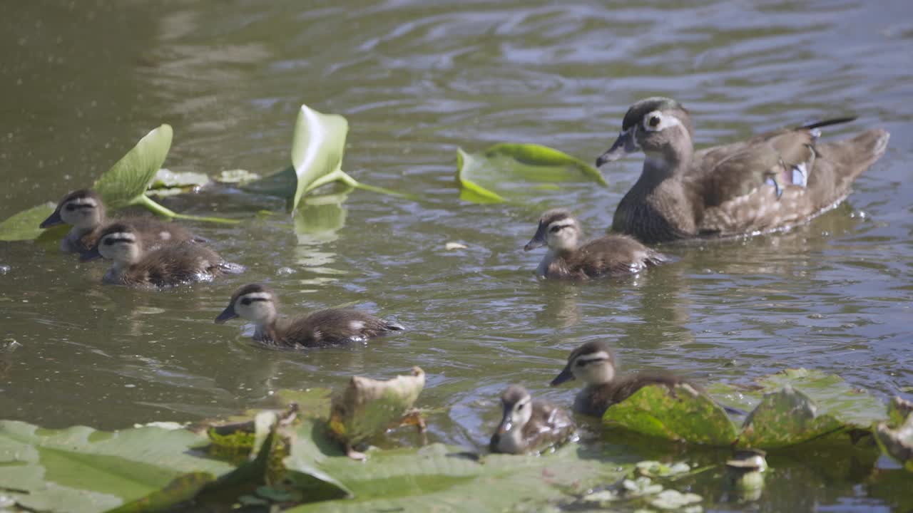 佛罗里达，小伍德鸭和妈妈在睡莲丛中游泳视频下载