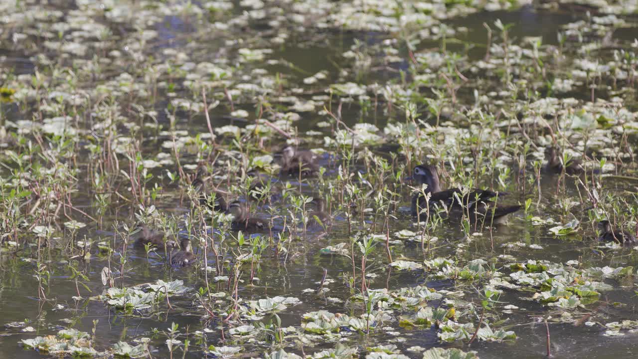 新生的木鸭群在湿地水道的植被中游泳视频下载