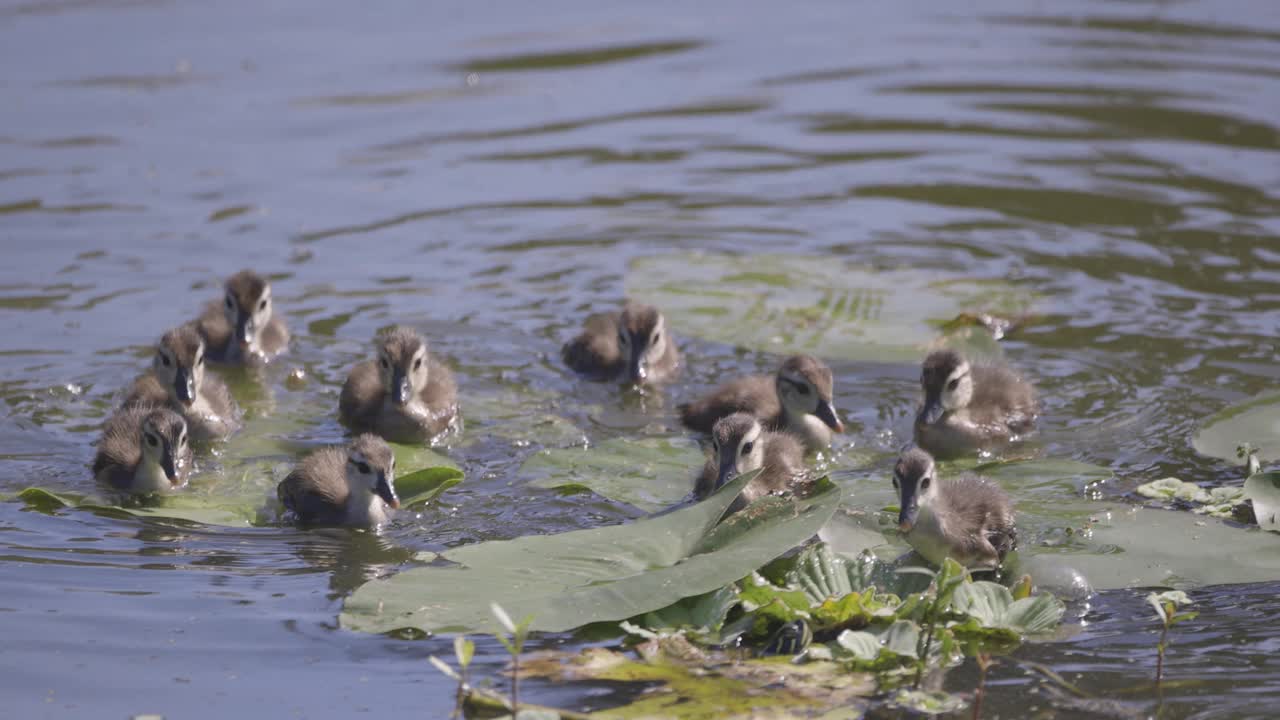 一群小鸭子在睡莲花瓣上跳来跳去视频下载