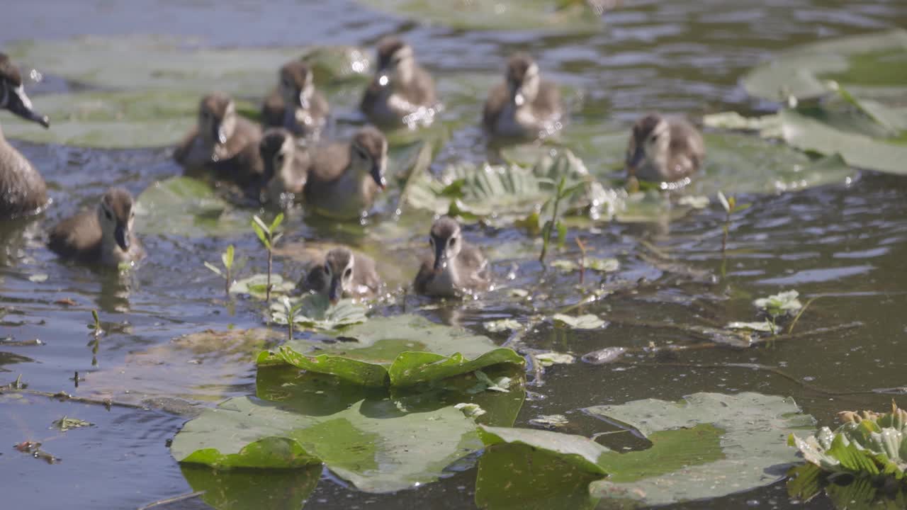 小木鸭在睡莲叶上跳跃，觅食植物视频下载