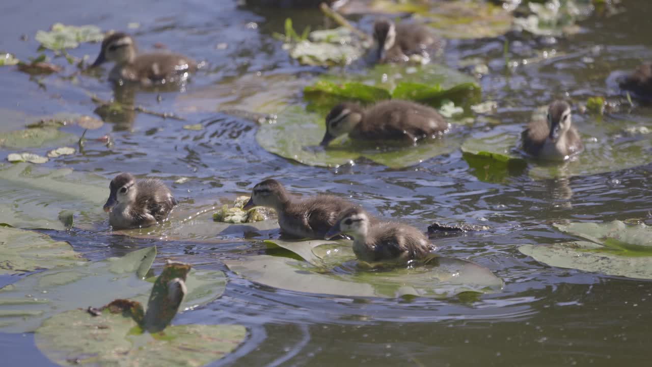 一群小鸭子在睡莲叶上游来游去视频下载