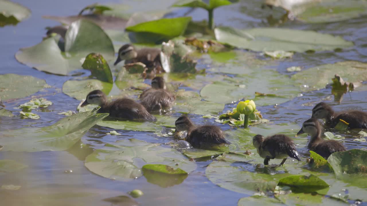 一群小鸭子在睡莲丛中游泳、散步、吃东西视频下载