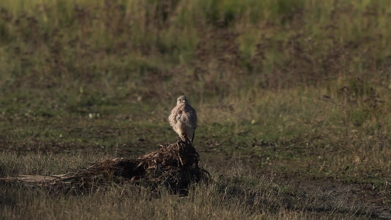 一只雄性红隼(Falco tinunculus)坐在一束树枝上视频素材