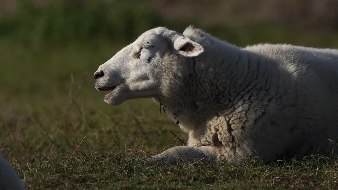 反刍的羊视频下载